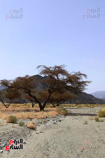 فى الصحراء الشرقية محطات معروفة لرعاة الأبل والاغنام  (8)
