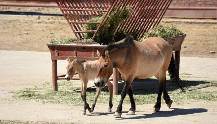 121-114435-birth-18-rare-foals-brzeewalski-china_700x400