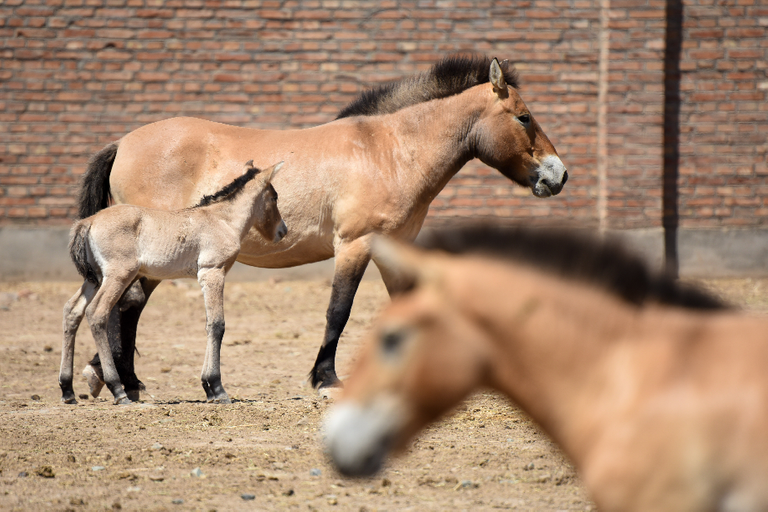 121-114436-birth-18-rare-foals-brzeewalski-china-2