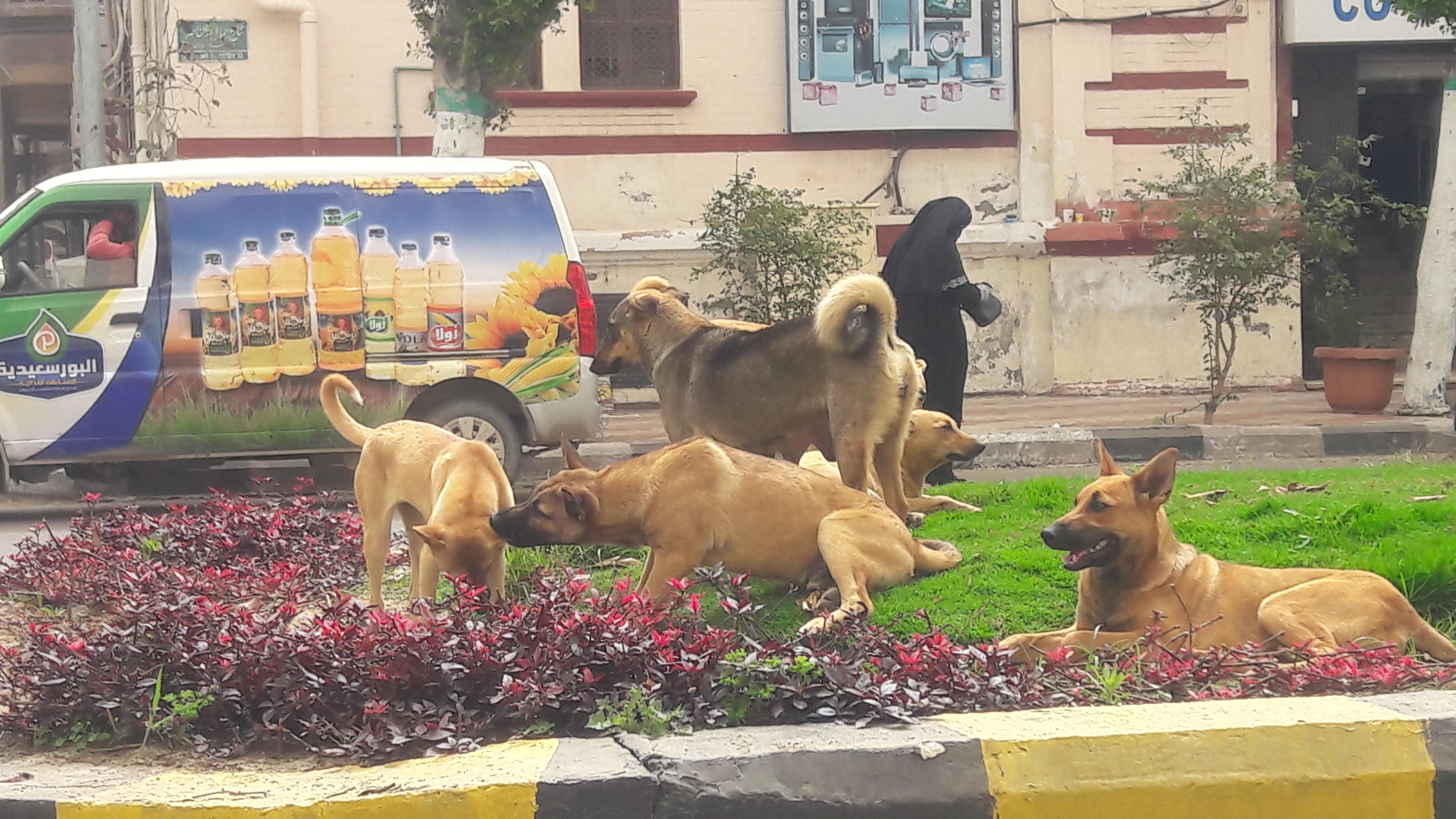 انتشار الكلاب الضالة بحى شرق بورسعيد (3)