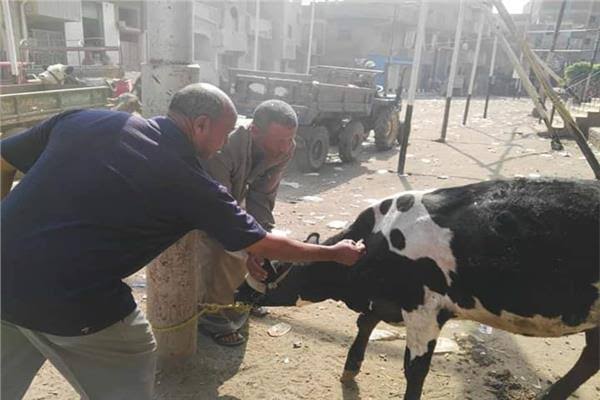 علاج ورش ماشية (2)