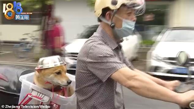كلب يرتدى وعاء معدنى في الصين (1)