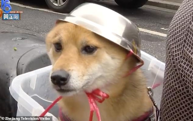 كلب يرتدى وعاء معدنى في الصين (2)