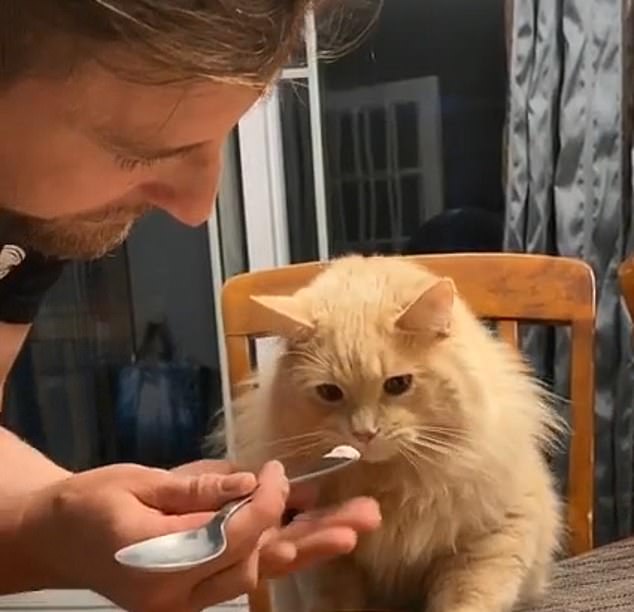 رد فعل قطة أول مرة تأكل أيس كريم على تيك توك (1)