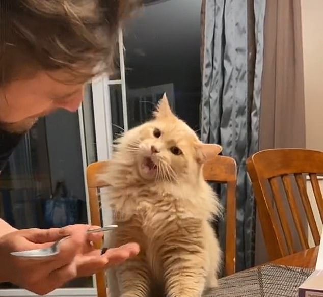 رد فعل قطة أول مرة تأكل أيس كريم على تيك توك (3)