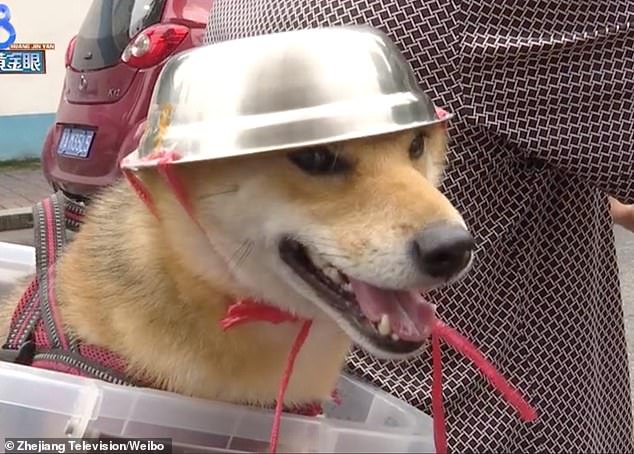 كلب يرتدى وعاء معدنى في الصين (4)