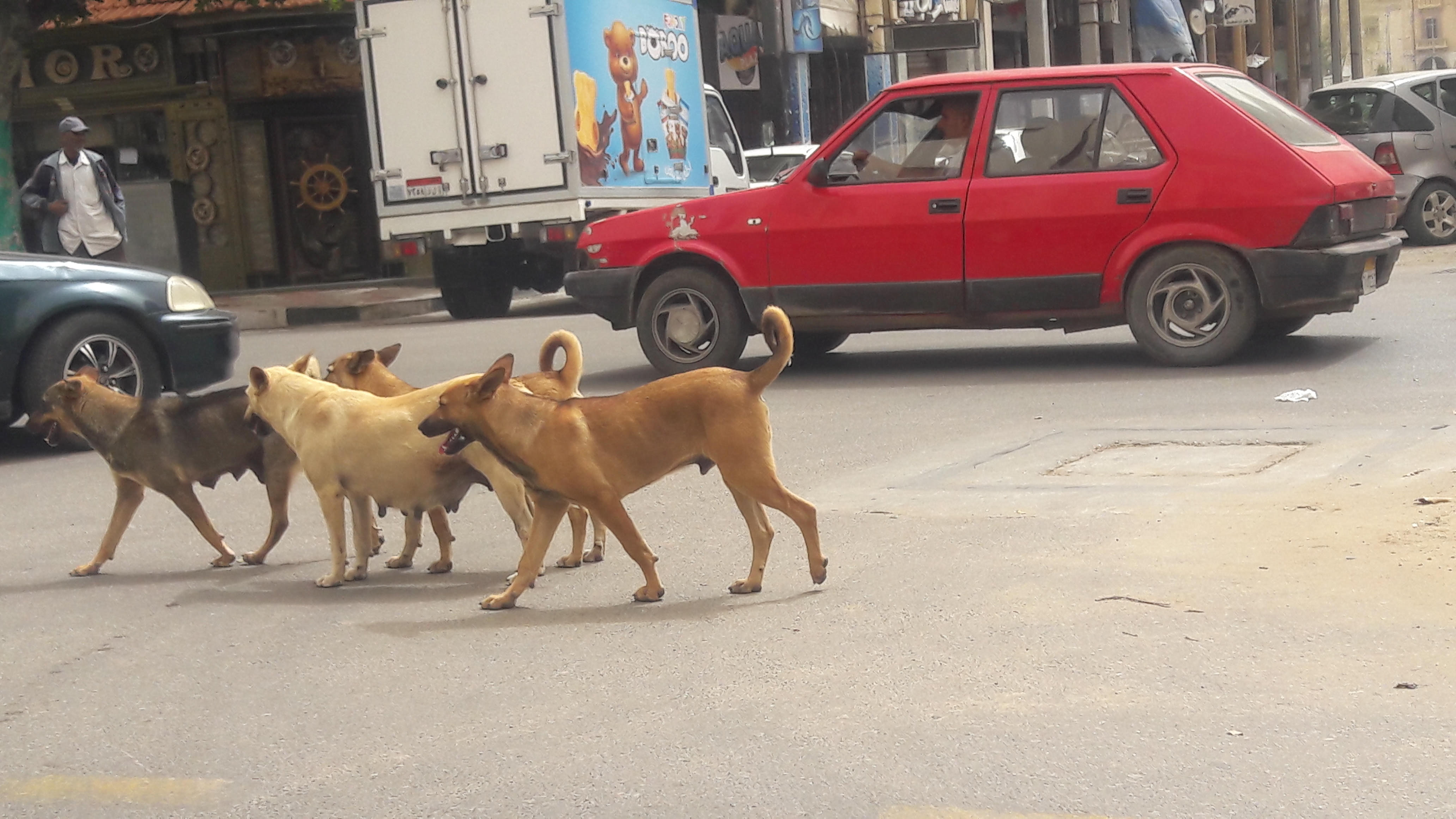 انتشار الكلاب الضالة بحى شرق بورسعيد (6)