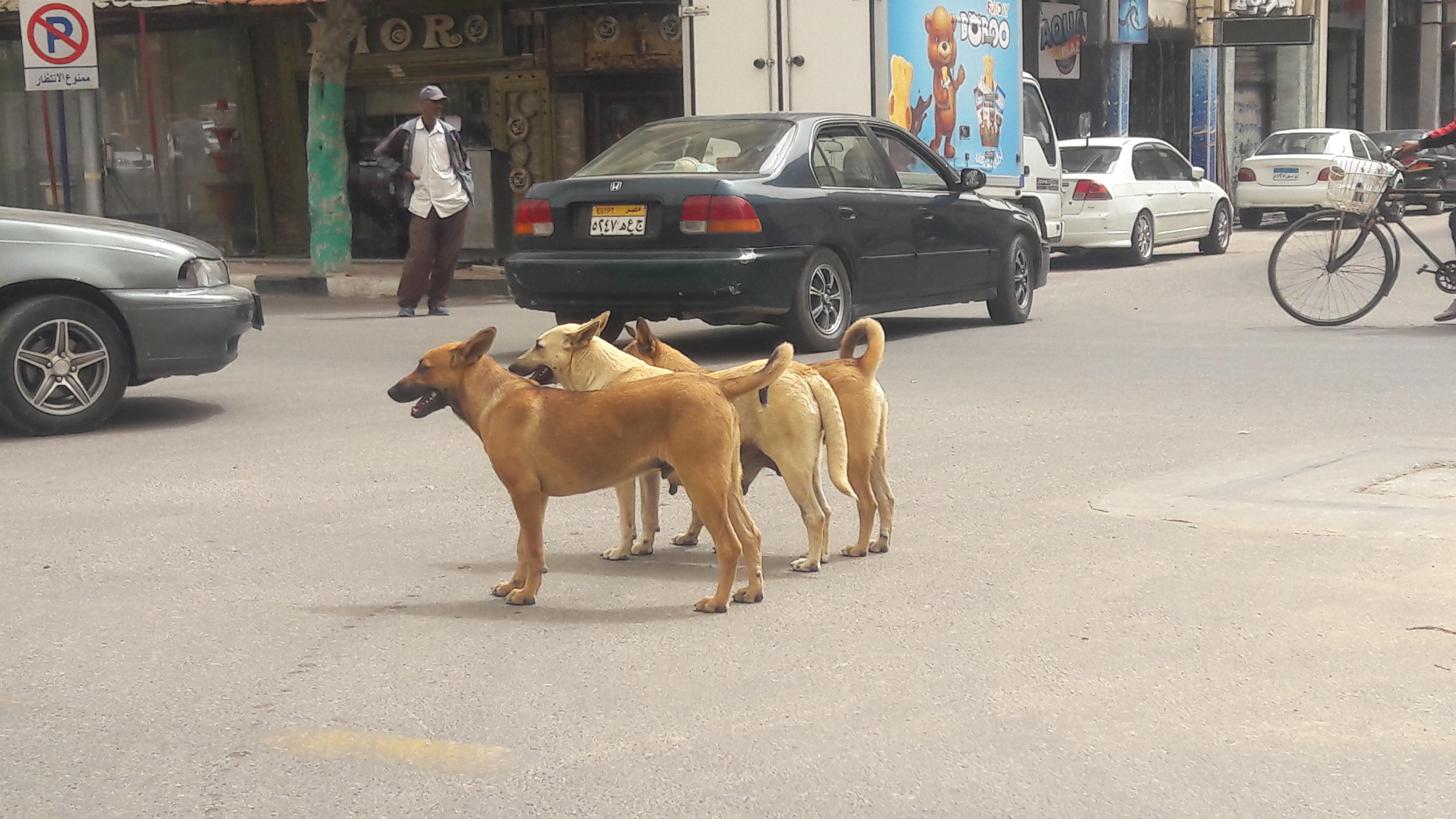 انتشار الكلاب الضالة بحى شرق بورسعيد (5)