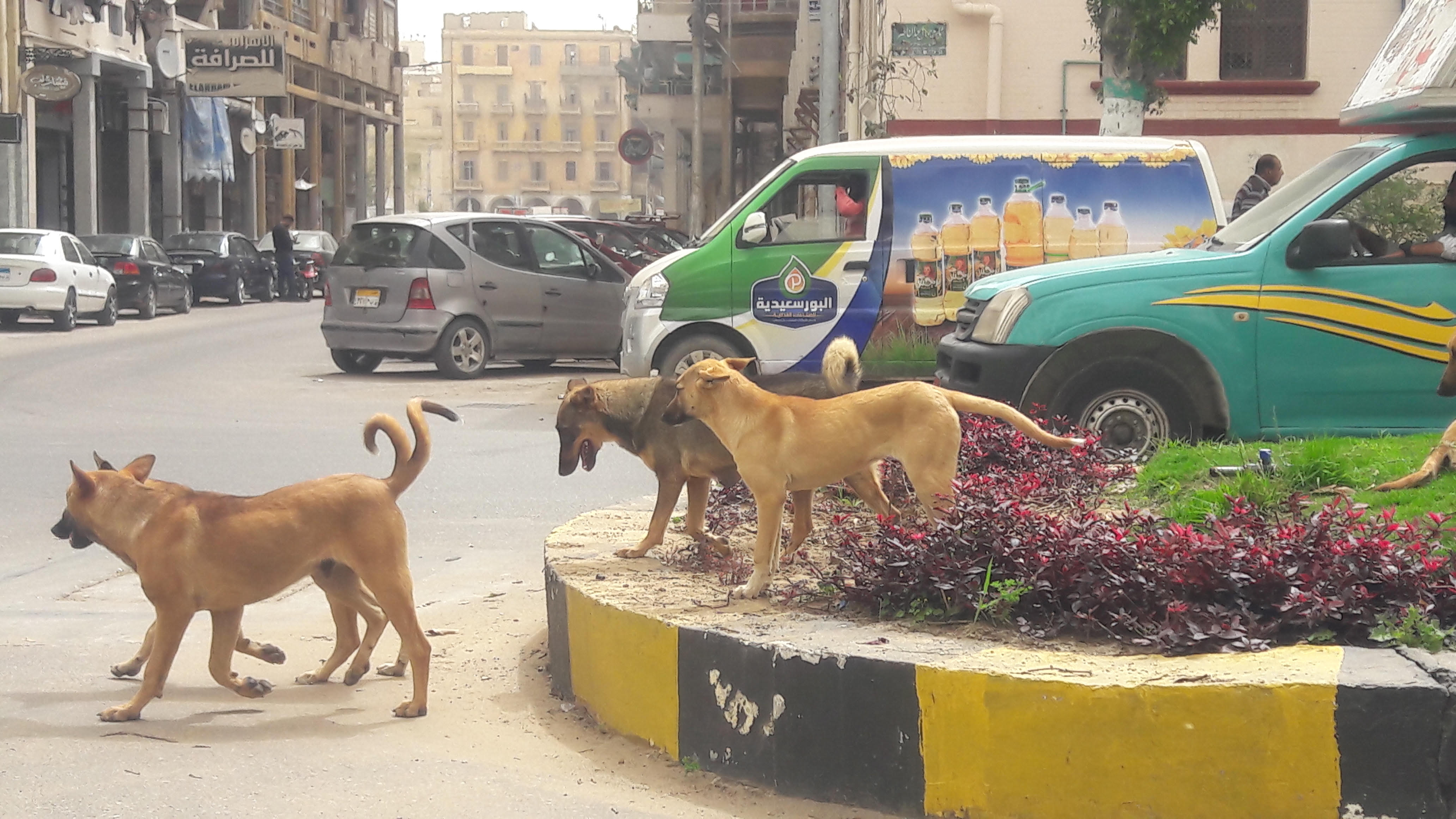 انتشار الكلاب الضالة بحى شرق بورسعيد (2)