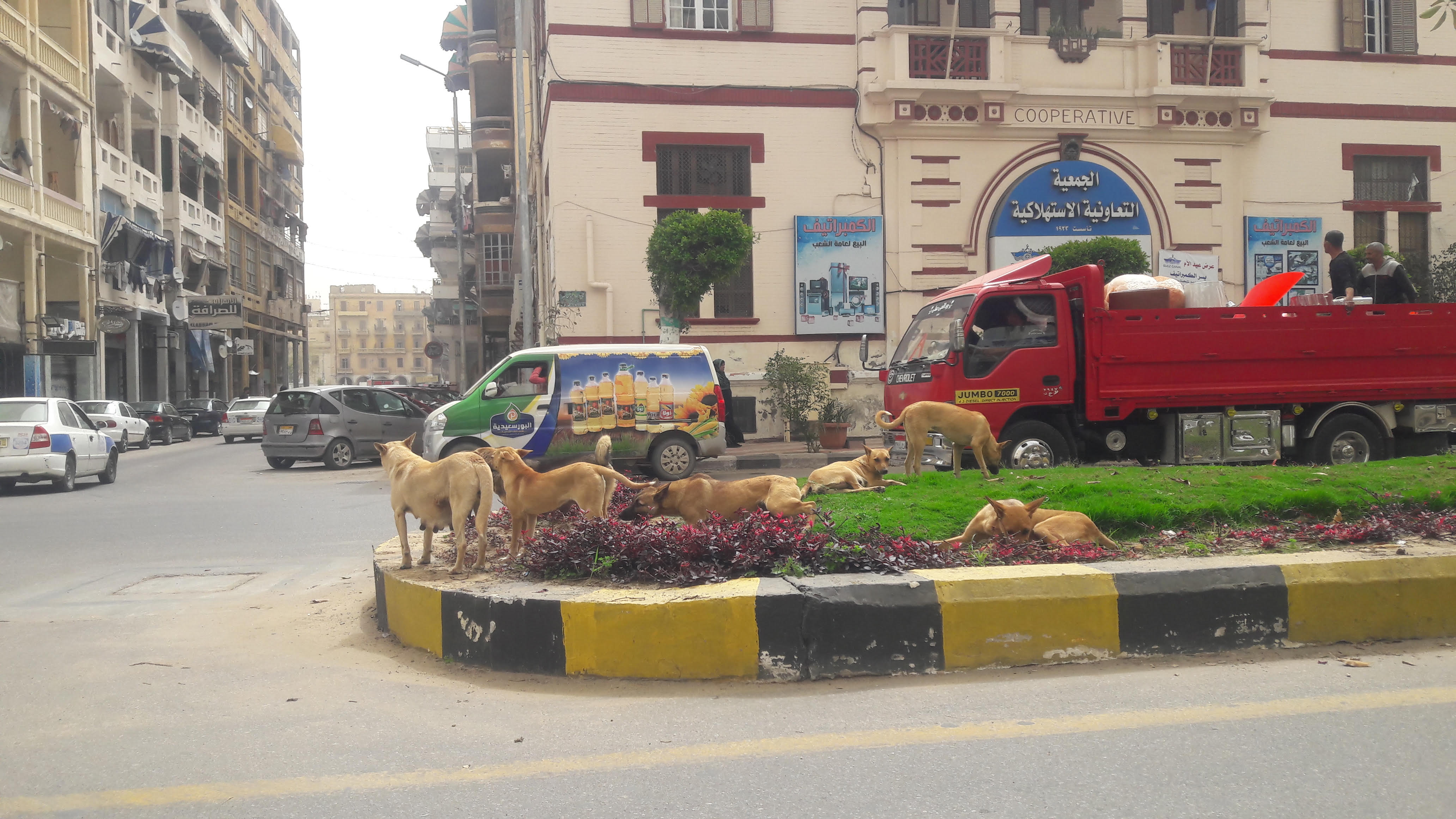 انتشار الكلاب الضالة بحى شرق بورسعيد (1)