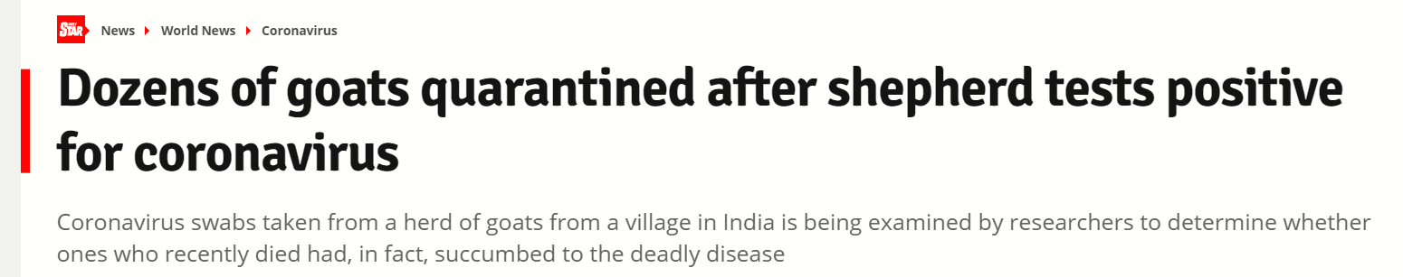 اصابة الماعز بفيروس كورونا بالهند 