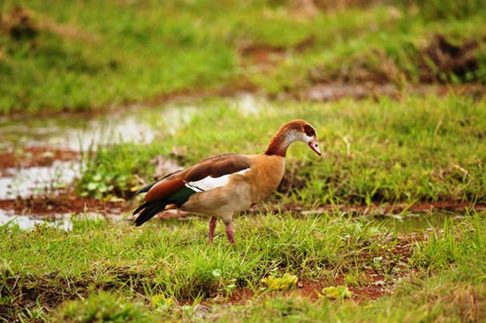 6202030163857833-egyptian-goose_155769-233