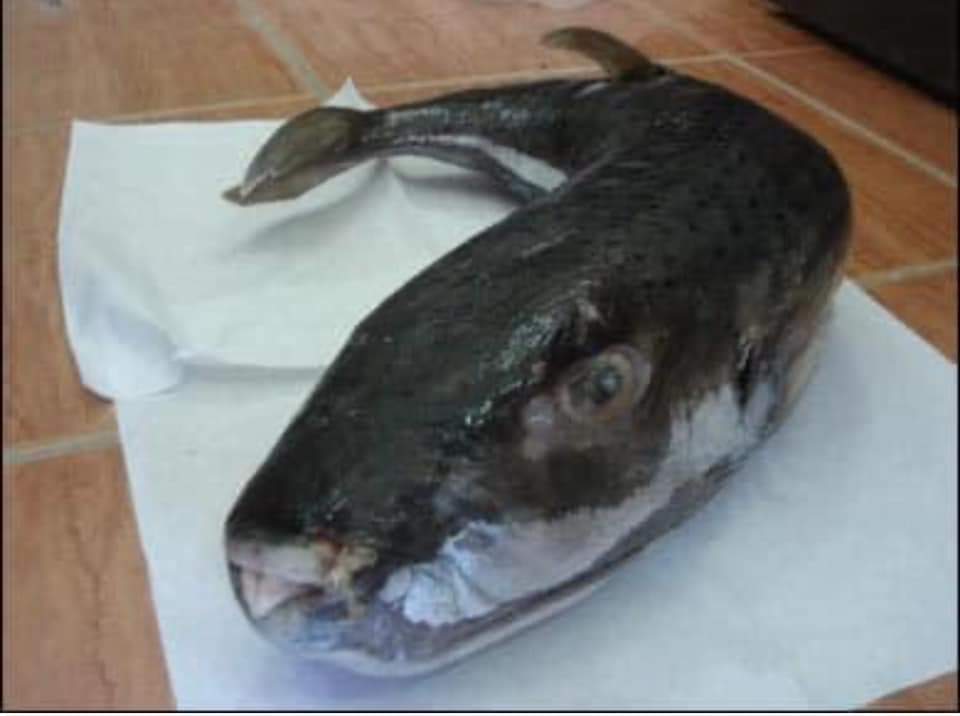 ضبط سمكة الأرنب السامة ولحوم منتهية الصلاحية (1)