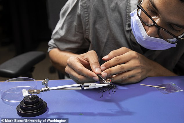 تركيب الروبوت بالحشرة