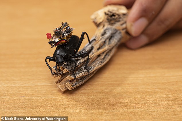 الروبوت متمسك بالحشرة