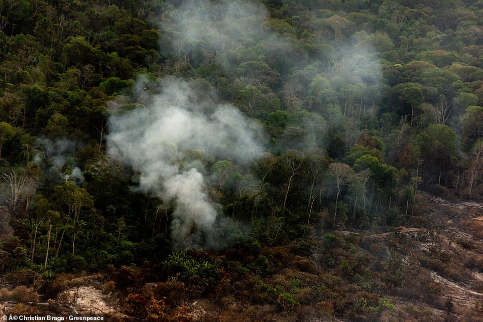 غابات الامازون