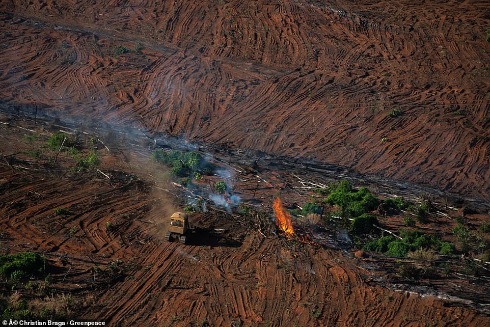 حرائق غابات الامازون