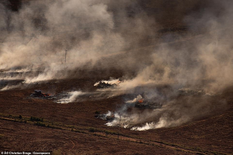 حرائق الغابات