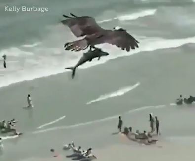 نسر يحمل سمكة قرش بين مخالبه على إحدى الشواطئ في أمريكا (2)