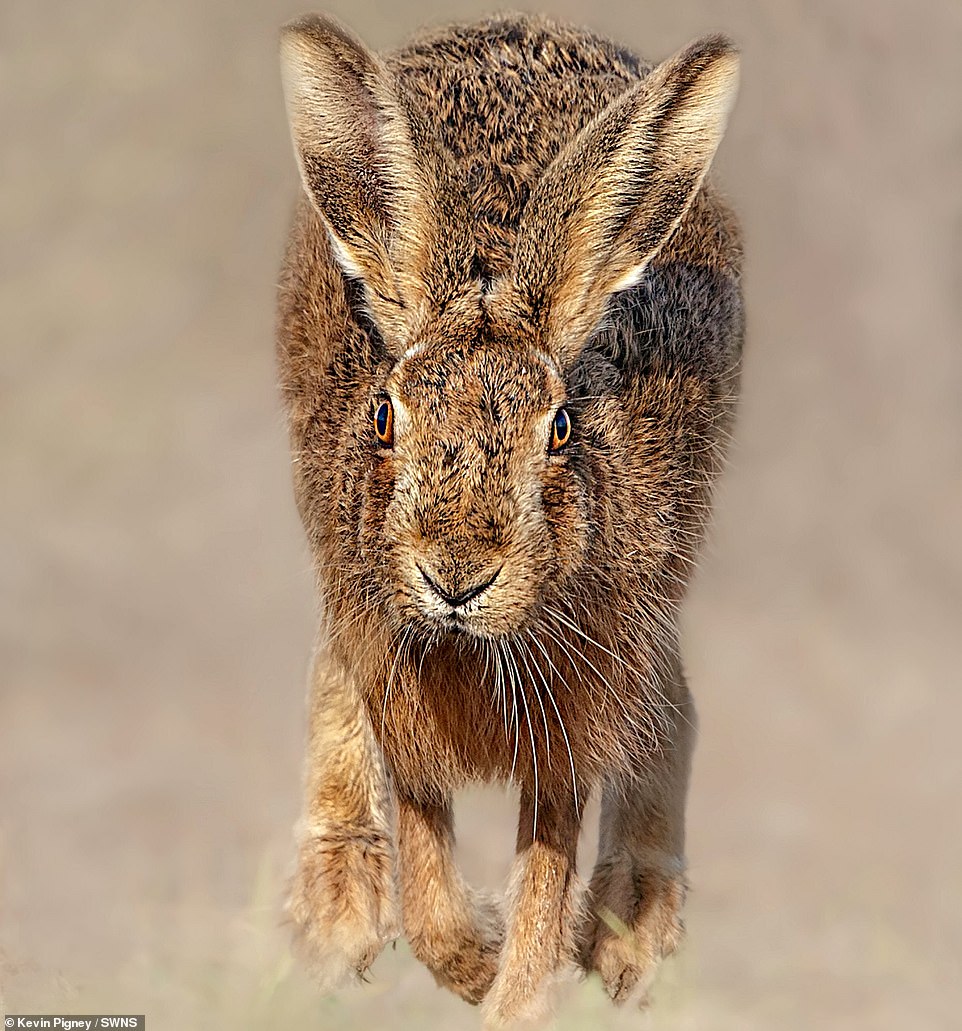 30954810-8539395-Closer_to_home_this_stunning_shot_of_a_running_hare_taken_in_Cam-m-36_1595202321081