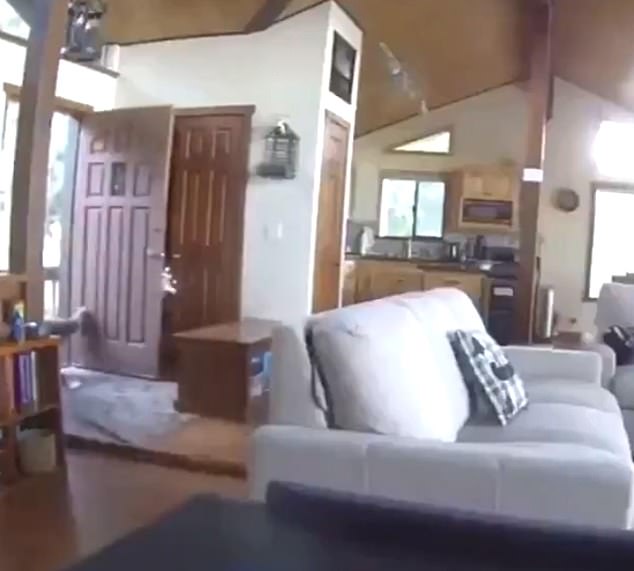 كاميرات المراقبة تكتشف دب يتجول في منزل أمريكى (2)