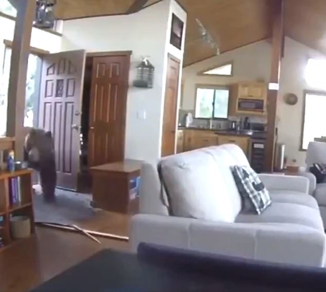 كاميرات المراقبة تكتشف دب يتجول في منزل أمريكى (1)