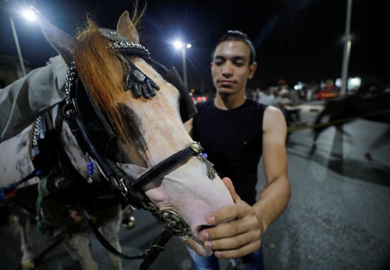 سباق الخيول بالقاهرة