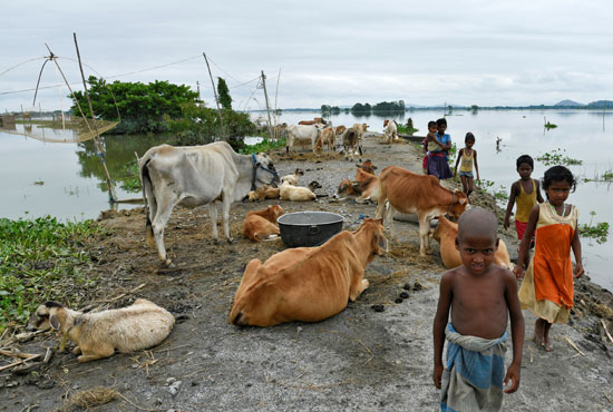 الفيضان في الهند أضر بالحيوان وشرد الإنسان