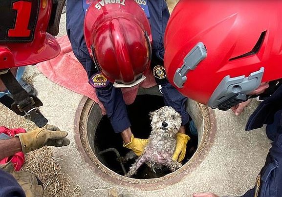 إنقاذ كلب صغير بعد سقوطه فى بالوعة صرف لمدة 3 أيام بولاية كاليفورنيا (1)