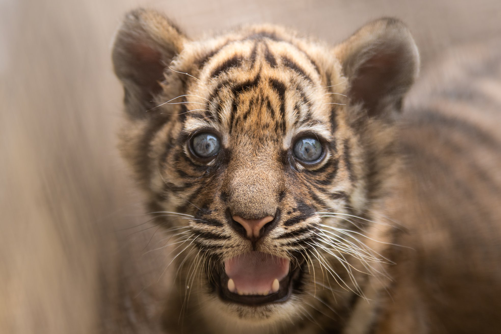 حديقة حيوان بولندية تبحث عن اسم نمر نادر مولود حديثا   (1)
