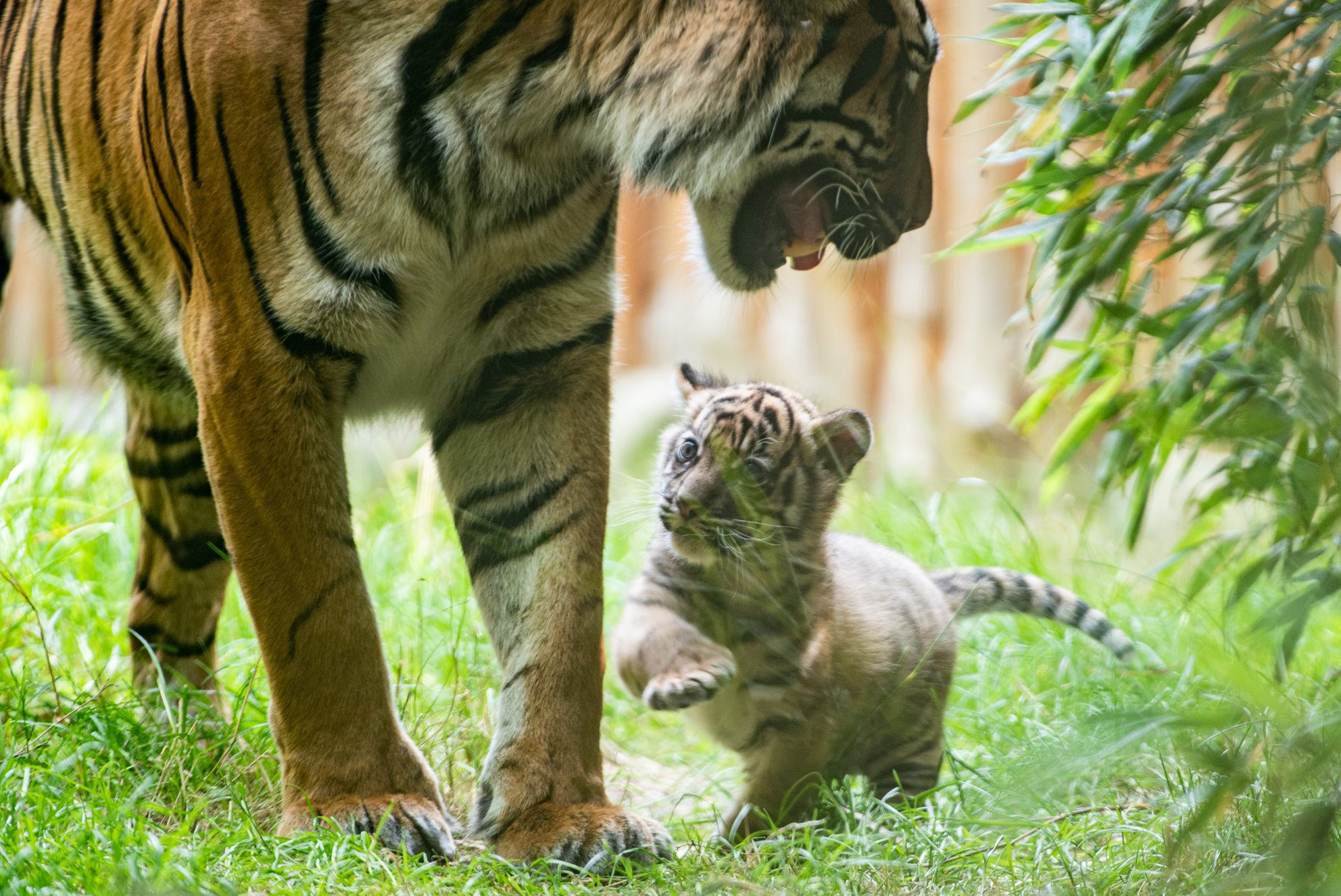 حديقة حيوان بولندية تبحث عن اسم نمر نادر مولود حديثا   (2)