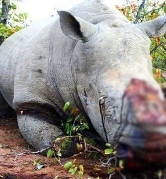 صيد حيوانات وحيد القرن