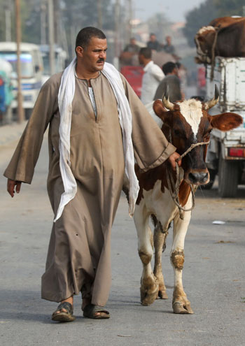 رجل مصري يشتري الأضحية استعدادا للعيد