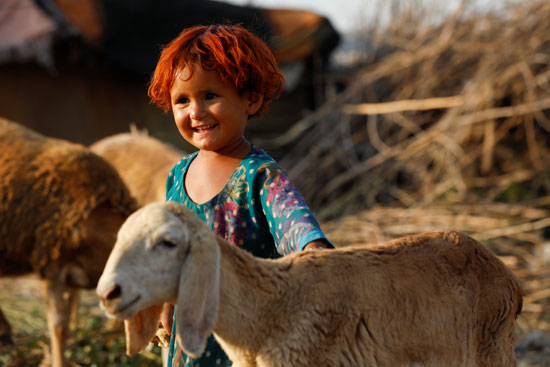 فرحة طفلة باكستانية خلال زيارتها مع اسرتها لشراء أضحية العيد