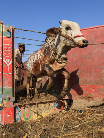 نزول الماشية من الشاحنات في باكستان استعدادا لعيد الأضحى