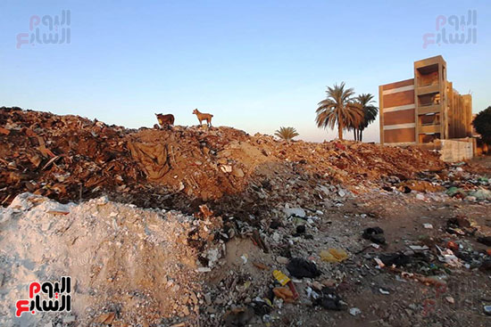 القمامة تحاصر مجمع مدارس الحما (9)
