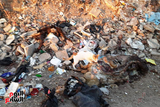 القمامة تحاصر مجمع مدارس الحما (14)