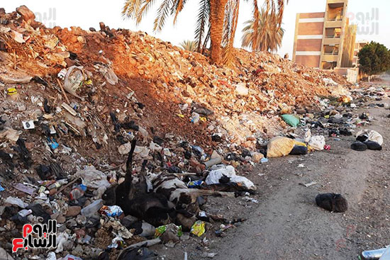 القمامة تحاصر مجمع مدارس الحما (13)