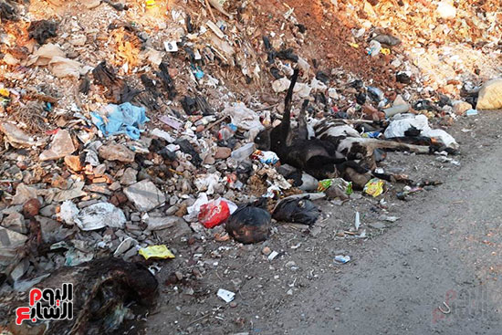 القمامة تحاصر مجمع مدارس الحما (16)