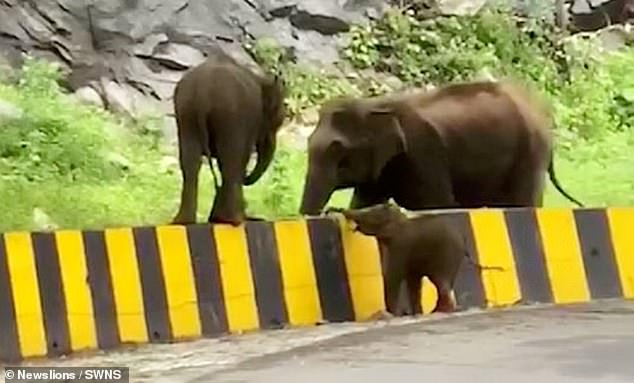 أنثى الفيل تساعد أبنها في عبور حاجز على الطريق في الهند (1)