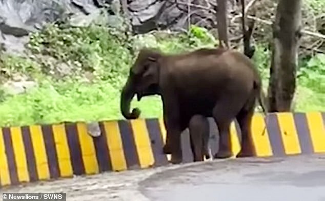 أنثى الفيل تساعد أبنها في عبور حاجز على الطريق في الهند (3)