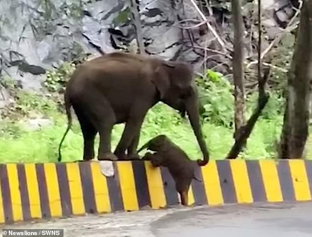 أنثى الفيل تساعد أبنها في عبور حاجز على الطريق في الهند (2)