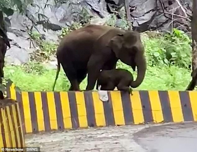 أنثى الفيل تساعد أبنها في عبور حاجز على الطريق في الهند (4)