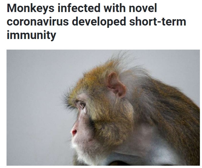 اصابة القرود بمناعة ضعيفة 