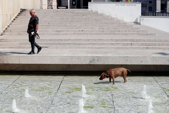 كلب يلجأ لمياه النافورة هربا من الحر