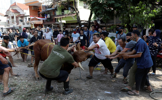 مسلمو إندونيسيا يذبحون الأضاحى