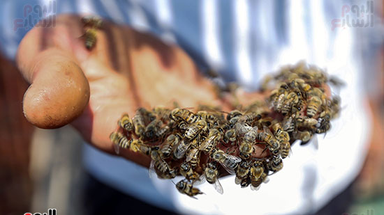 تجمع النحل