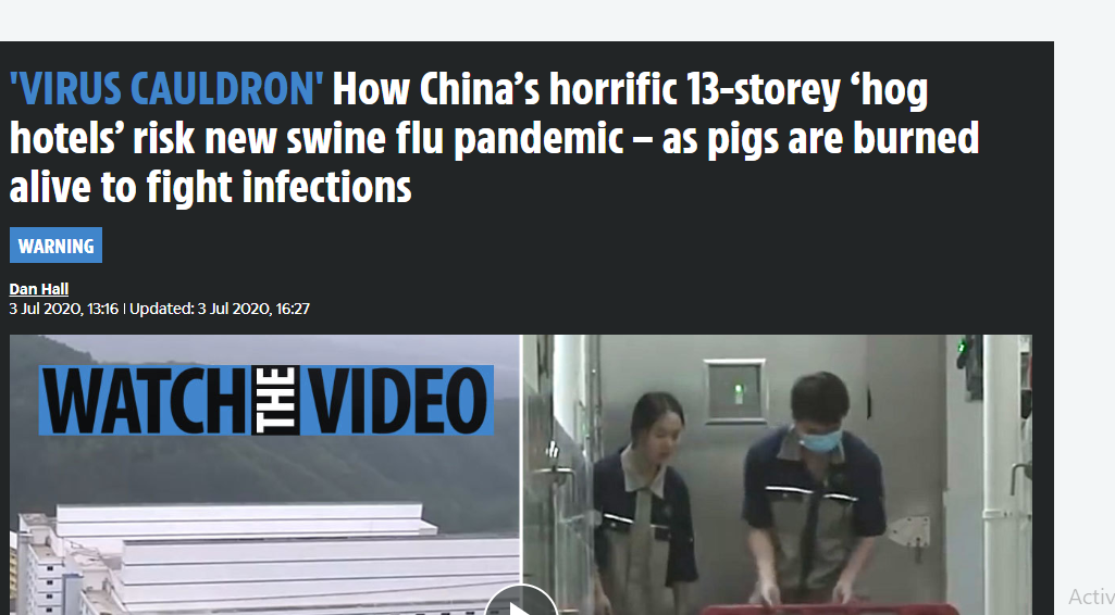 ملايين الخنازير يتم حرقها فى الصين