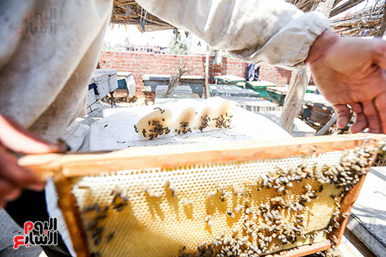 عملية انتاج العسل