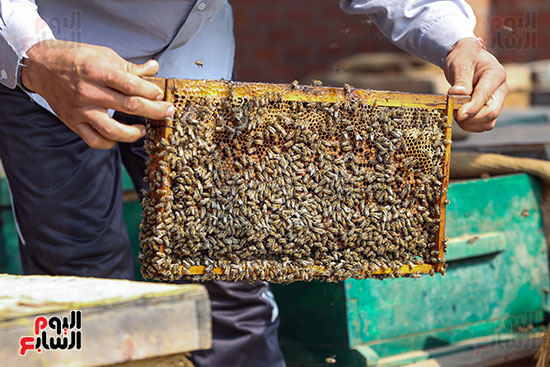الكشف عن خلايا النحل